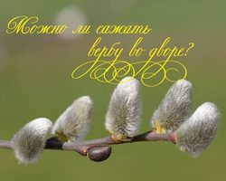 Можно ли сажать вербу на участке, во дворе: приметы и суеверия, если сама выросла перед домом