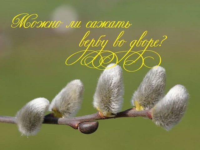 Можно ли сажать вербу на участке, во дворе: приметы и суеверия, если сама выросла перед домом