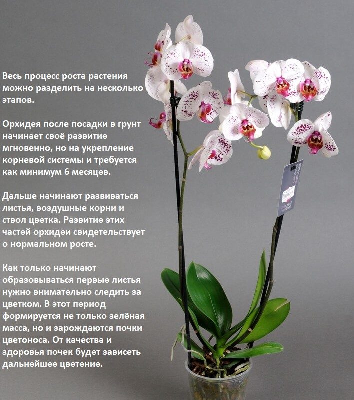 Цветение в зависимости от вида - от раза в год до 2-3 раз за год