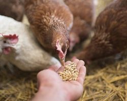 Чем лучше кормить кур для яйценоскости летом, зимой, весной, осенью? Чем нельзя кормить куриц-несушек?