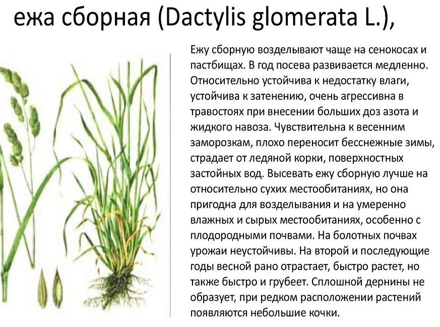 Ежа для газона