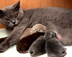 Как узнать, сколько котят родит кошка в первый раз, сколько котят может быть при рождении в последующем времени?