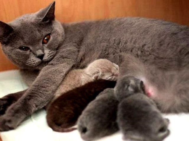 Как узнать, сколько котят родит кошка в первый раз, сколько котят может быть при рождении в последующем времени?