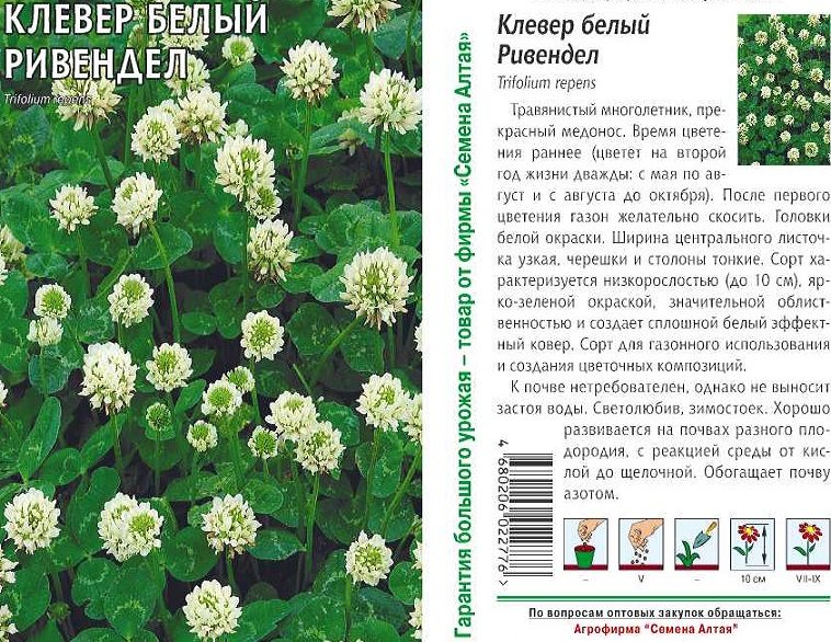 Клевер белый