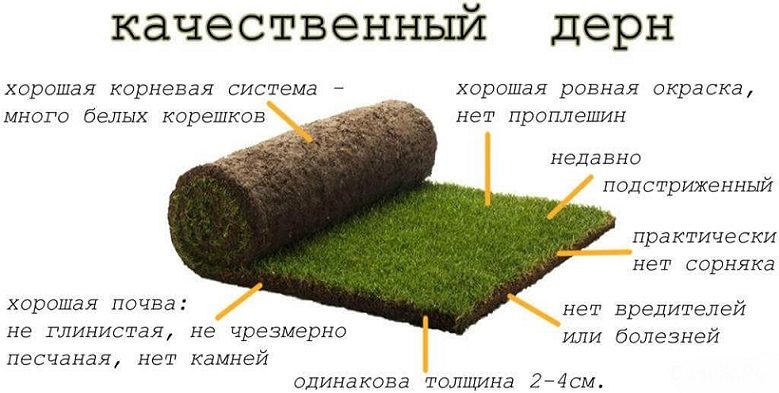 Рулонный газон