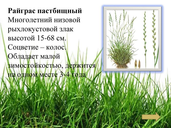 Райграс пастбищный для газона в частном доме