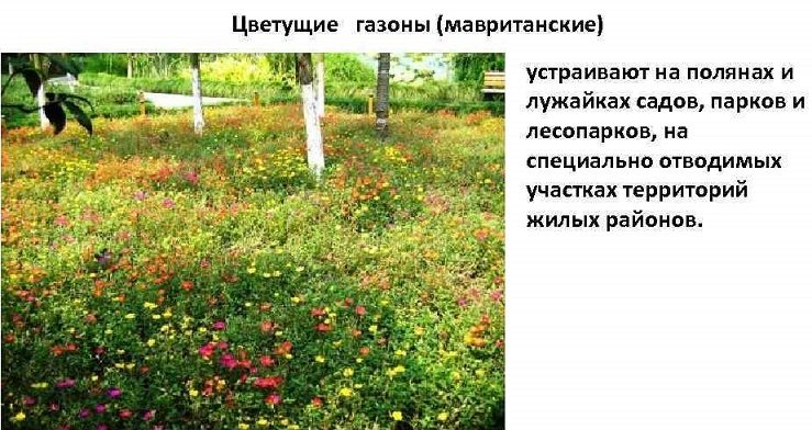 Мавританские газоны