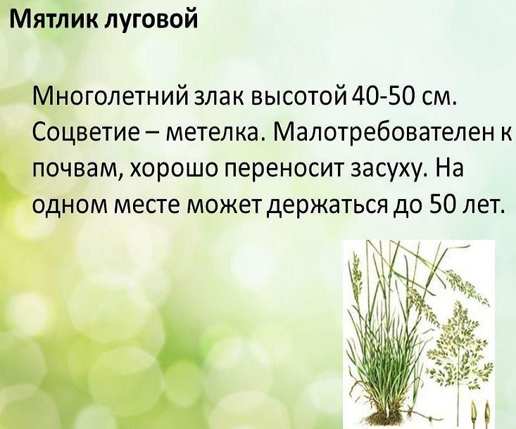 Мятлик луговой