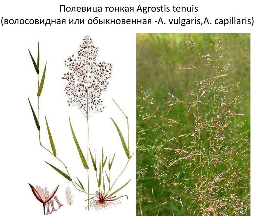 Полевица тонкая