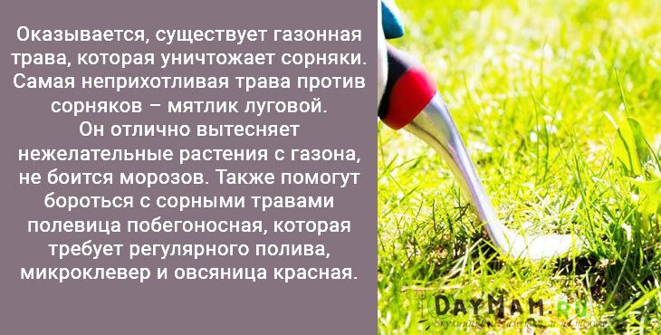 Газонные травы, вытесняющие сорняки