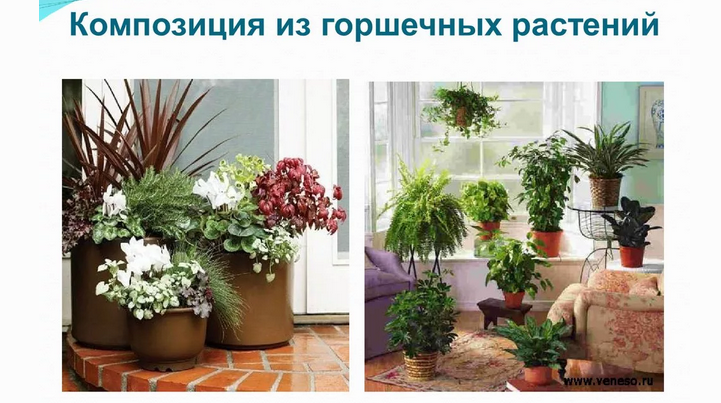Композиция из растений