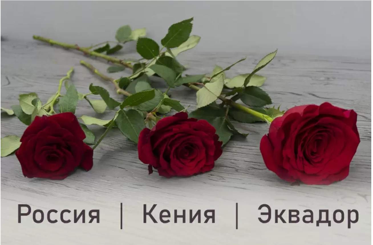 Самые стойкие эквадорские розы