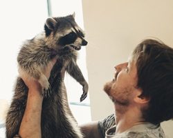 Содержание енота: можно ли содержать енота дома? Как содержать енота-полоскуна и ухаживать за ним?