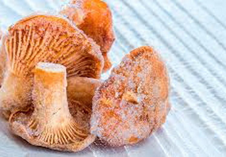 Замороженные лисички