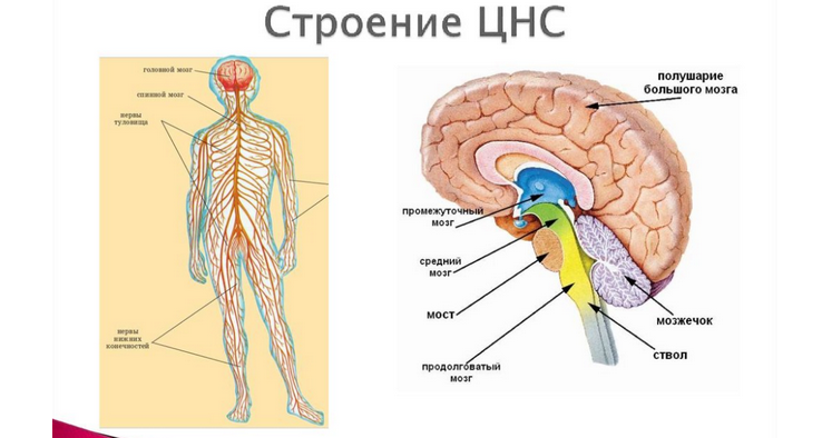 Центральная нервная система