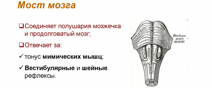 Мост ствола мозга в центральной нервной системе