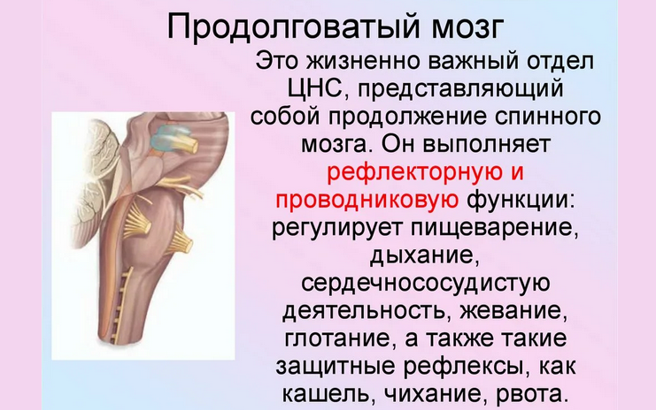 Продолговатый мозг в центральной нервной системе