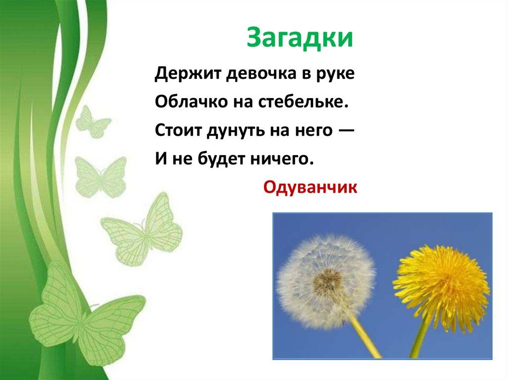 Загадки про экологию с ответами про растительный мир