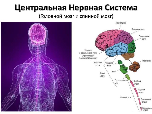 Центральная нервная система (ЦНС) — анатомия: строение, функции, физиология, особенности