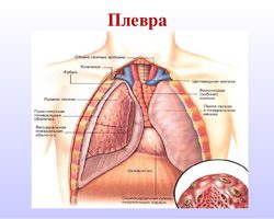 Плевра: строение, функции и наиболее частые заболевания