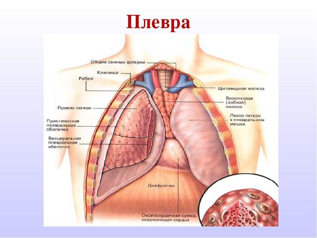 Плевра: строение, функции и наиболее частые заболевания