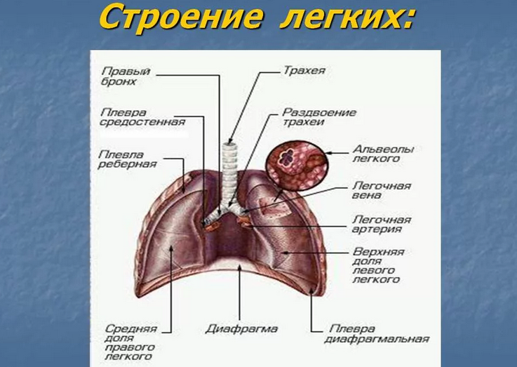 Строение легких
