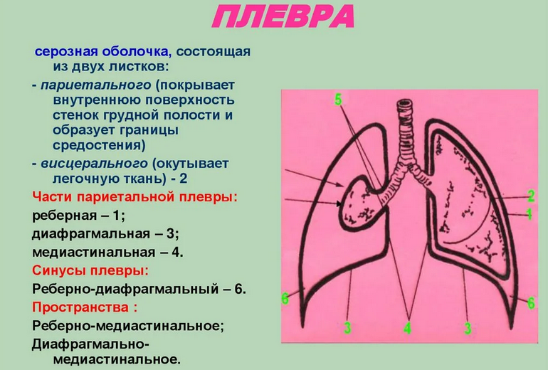 Строение плевры