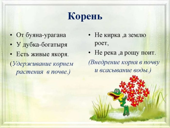 Загадка о корнях, корневой системе - биология