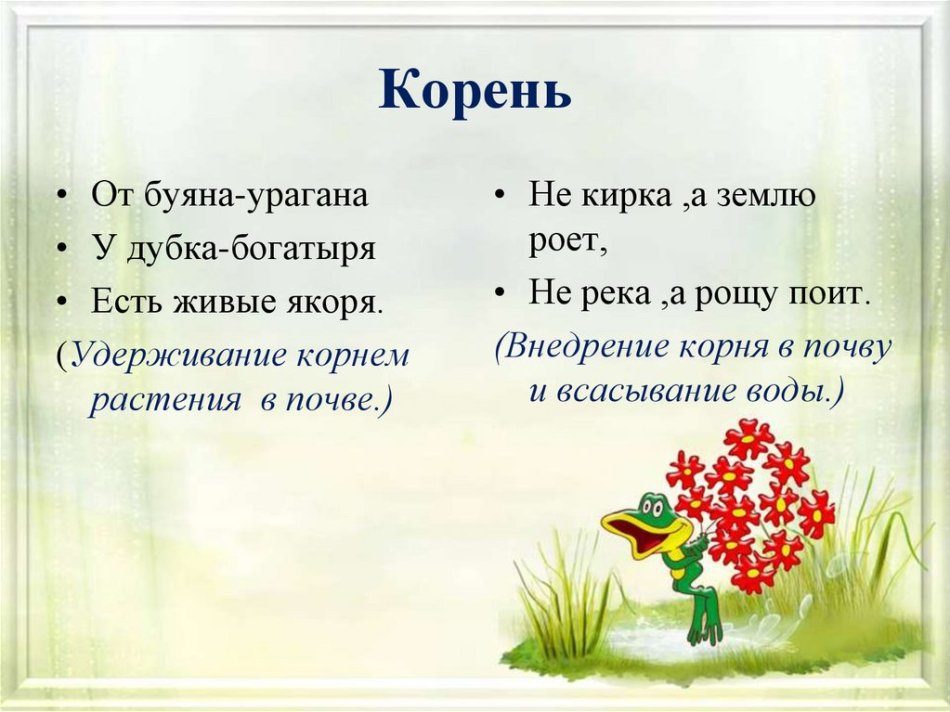 Загадка о корнях, корневой системе - биология