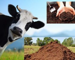 Виды навоза и его польза для разных растений. Как применять весной и осенью навоз для подкормки дачных культур: описание