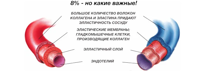Влияние коллагена на кровь и сосуды