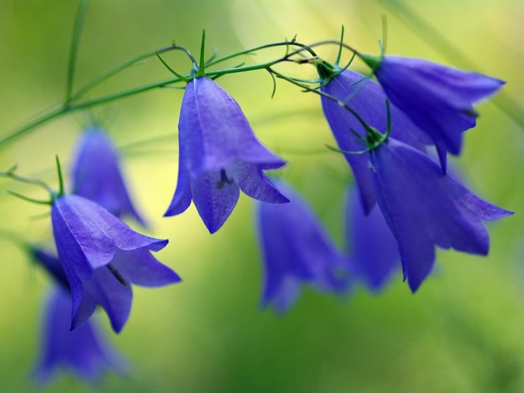 Колокольчики