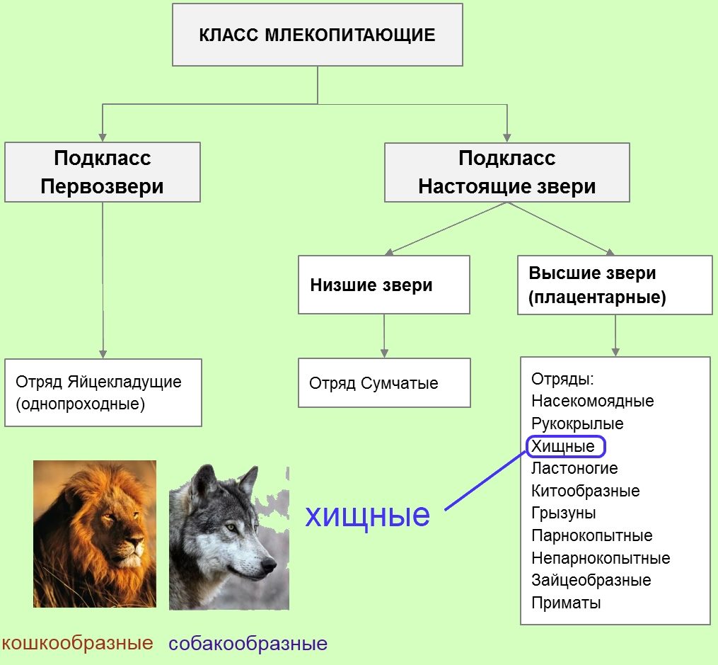 Отряд хищные млекопитающие