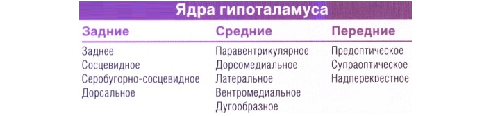 Ядра гипоталамуса