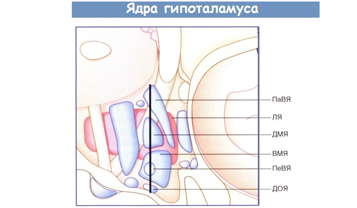 Ядра гипоталамуса