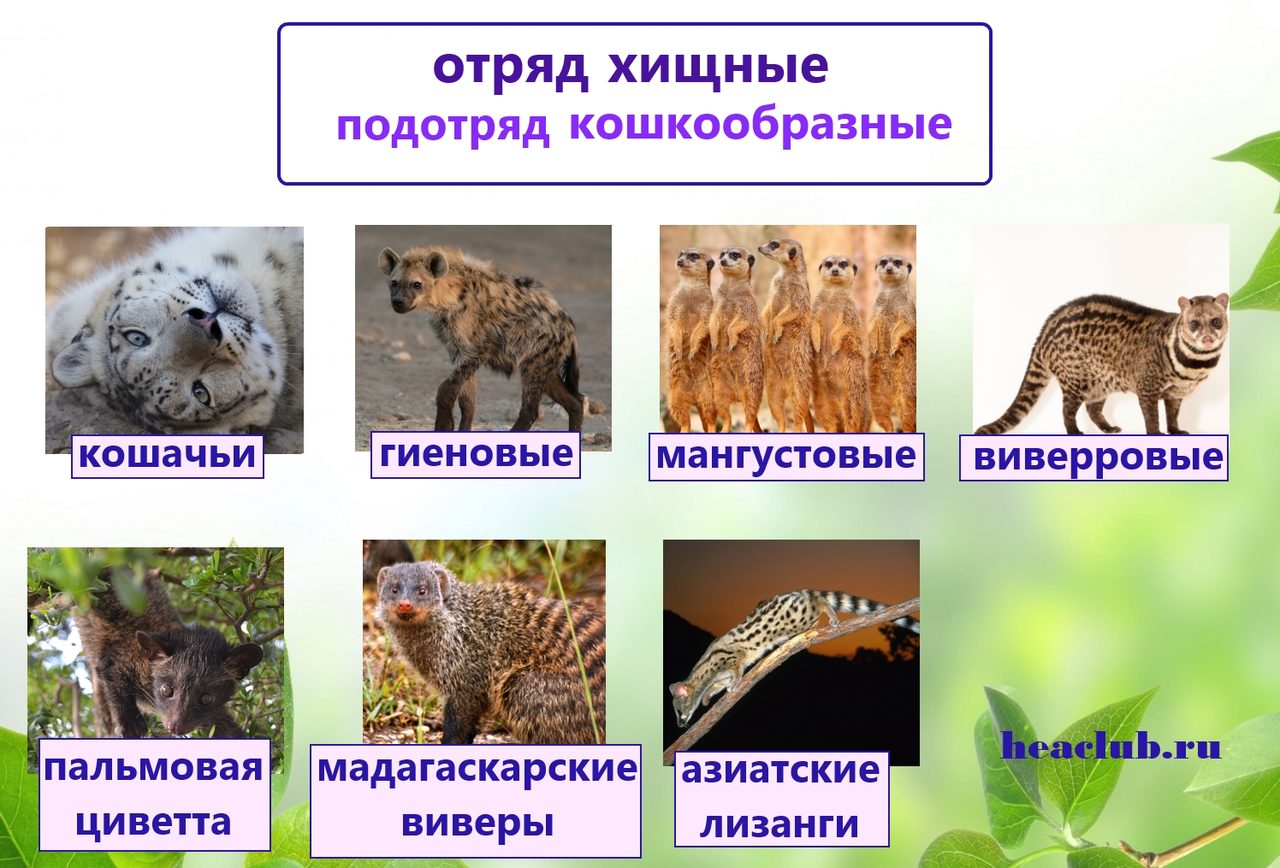 Хищные животные, подотряд кошкообразные