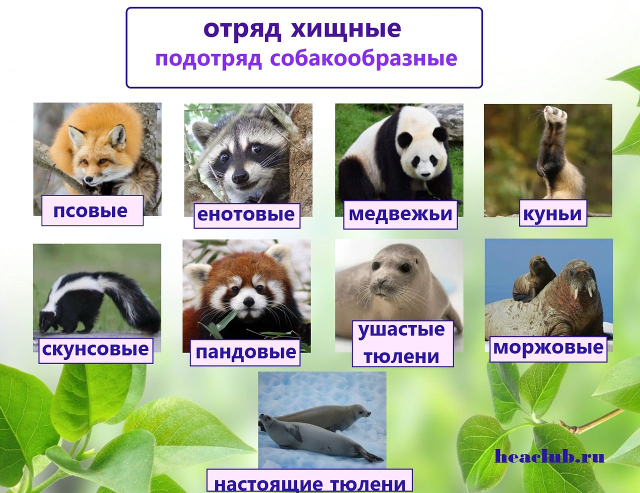 Отряд хищные, подотряд собакообразные