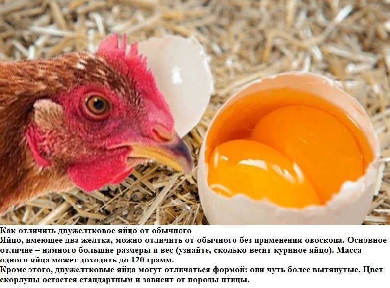 Различаем яйца