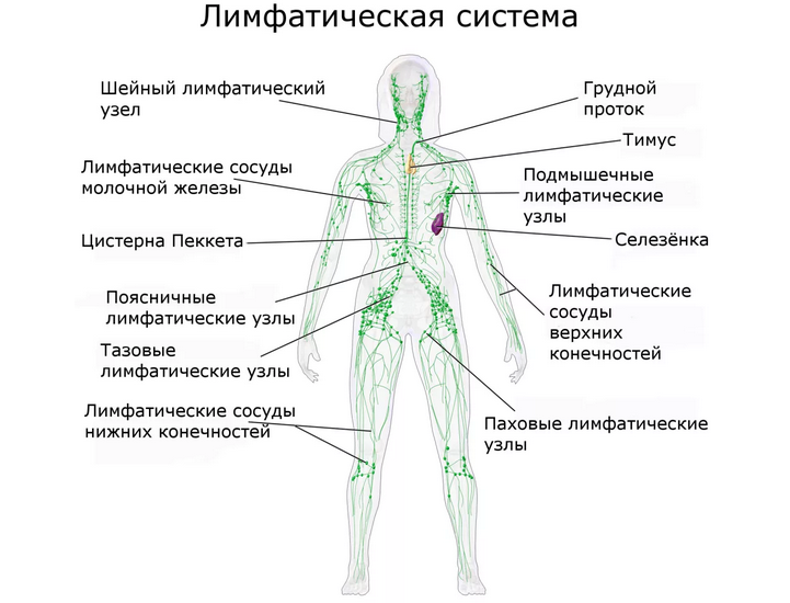 Лимфатическая система