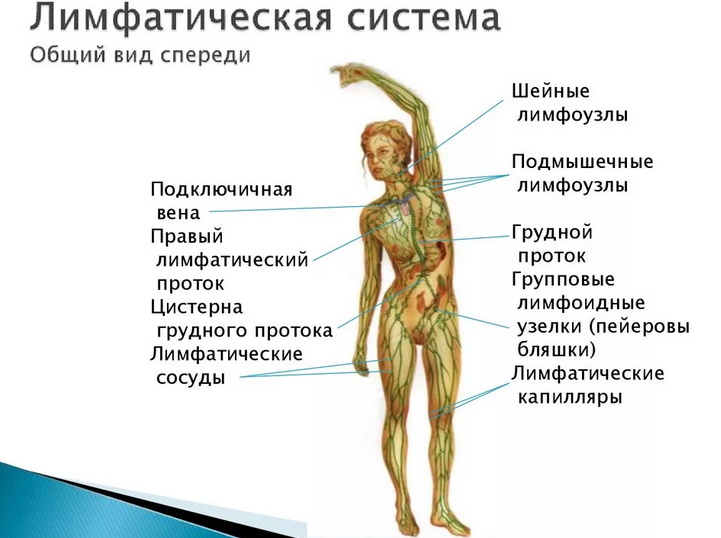 Лимфатическая система