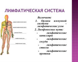 Лимфатическая система: строение, органы, схема, болезни