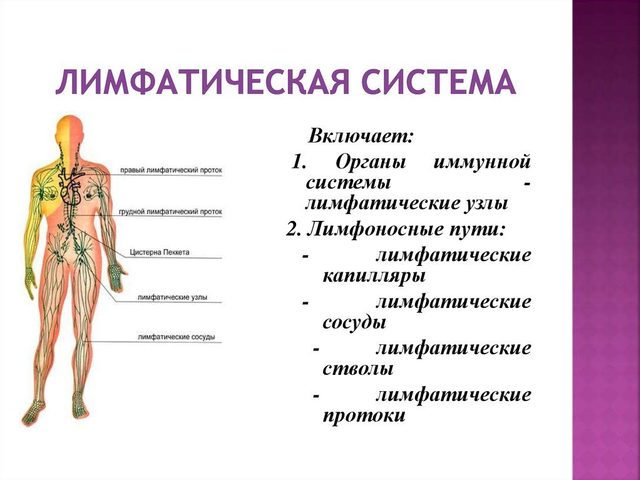 Лимфатическая система: строение, органы, схема, болезни