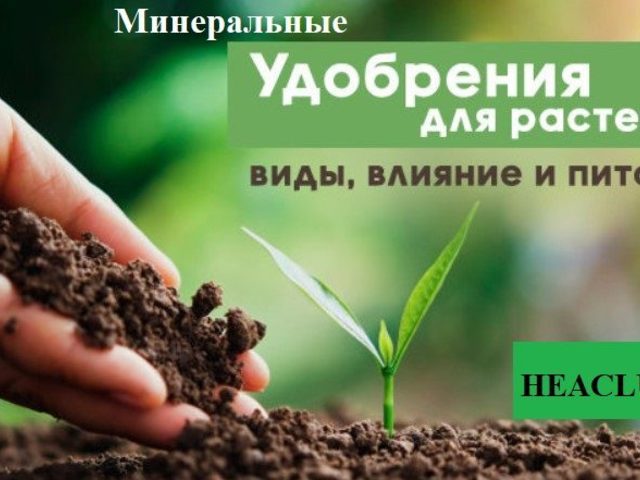 Для чего нужны растениям минеральные удобрения? Минеральные удобрения для посадок на даче: названия, инструкция по применению для разных видов овощей, ягод и фруктов