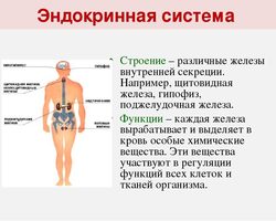 Эндокринная система: строение и функции, гормоны, секретируемые разными железами, болезни, нарушения, лечение проблем
