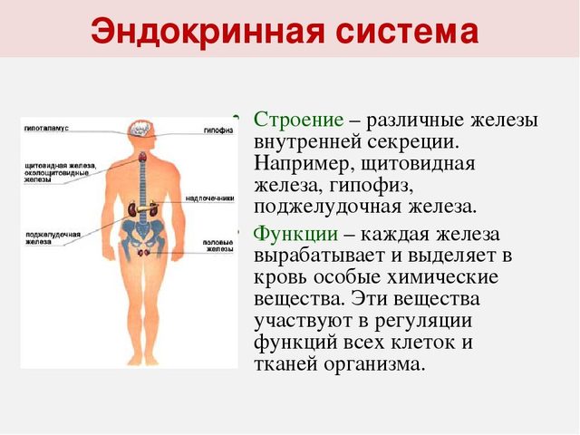 Эндокринная система: строение и функции, гормоны, секретируемые разными железами, болезни, нарушения, лечение проблем