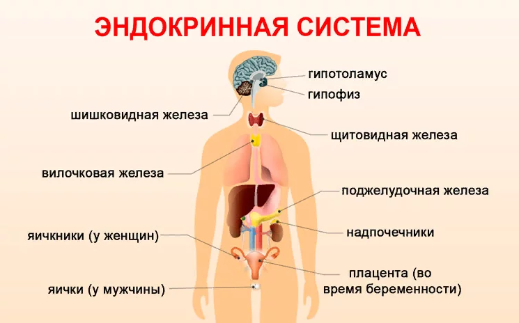 Эндокринная система