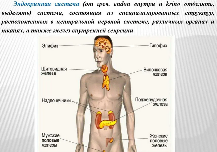 Эндокринная система