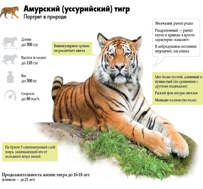 Амурский (уссурийский) тигр