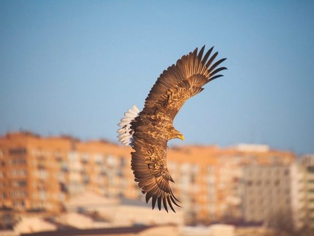 Птицы российских городов: названия, фото, краткое описание