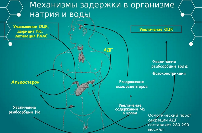 Задержка воды в организме
